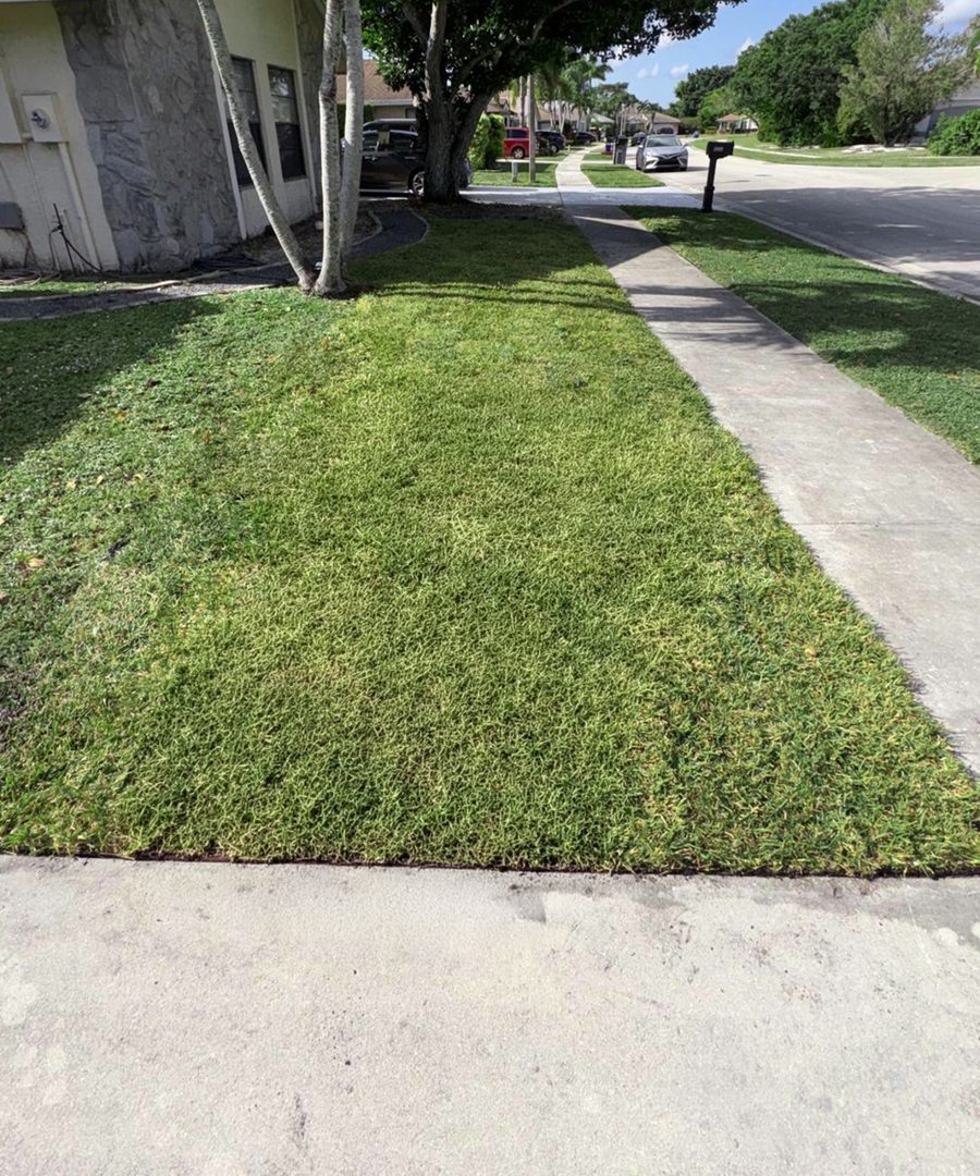 Before — Sod Installation
